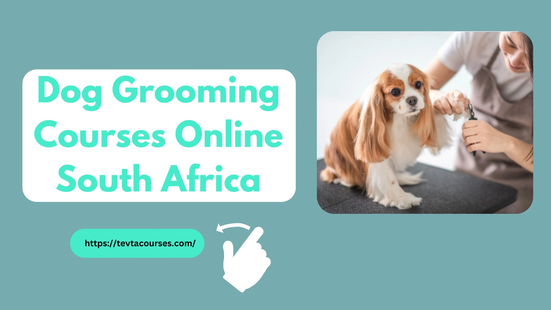 Dog Grooming Courses Online South Africa 1 Dog Grooming Courses Online South Africa